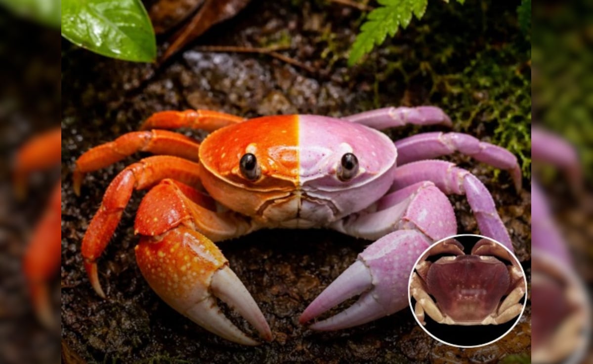 केरल की साइलेंट वैली में मिला 'अर्धनारीश्वर' केकड़ा, एक ही शरीर में बसते हैं दो जेंडर!
