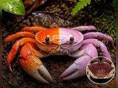 केरल की साइलेंट वैली में मिला 'अर्धनारीश्वर' केकड़ा, एक ही शरीर में बसते हैं दो जेंडर!