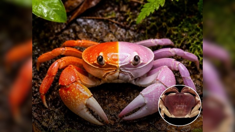 केरल की साइलेंट वैली में मिला 'अर्धनारीश्वर' केकड़ा, एक ही शरीर में बसते हैं दो जेंडर!