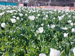 अफीम की खेती के मामले में प्रशासन ने की बड़ी कार्रवाई, एक साथ 58 पटवारियों के तबादले