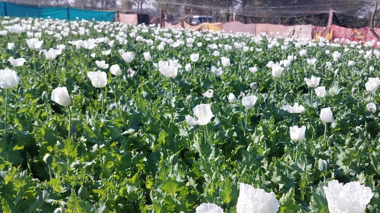 अफीम की खेती के मामले में प्रशासन ने की बड़ी कार्रवाई, एक साथ 58 पटवारियों के तबादले