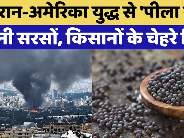 Iran-US war से 'पीला सोना' बनी Mustard | Rajasthan Top News | Mustard Oil Prices | Bikaner Mandi
