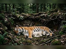 टाइगर की जहर देकर हत्या! जानें बाघ तक कैसे पहुंचाया गया मौत का सामान