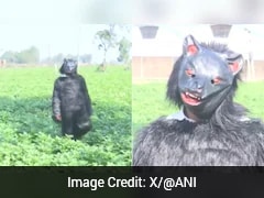 Video: Farmer In UP's Firozpur Village Wears Bear Costume To Save Crops From Monkeys
