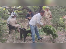 Rajasthan: नींबू- बेर के बागान में छिपा रखी थी गांजे की फसल, भनक लगते ही पुलिस ने बोला धावा, उखाड़कर जब्त किए 1510 पौधे