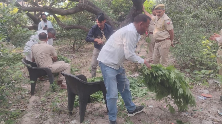 Rajasthan: नींबू- बेर के बागान में छिपा रखी थी गांजे की फसल, भनक लगते ही पुलिस ने बोला धावा, उखाड़कर जब्त किए 1510 पौधे