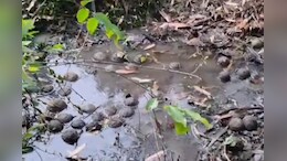 बंगाल चुनाव में दहशत फैलाने की तैयारी! तालाब में मिला बमों का जखीरा तो तेज हुई सियासत