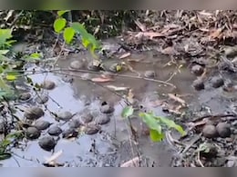 बंगाल चुनाव में दहशत फैलाने की तैयारी! तालाब में मिला बमों का जखीरा तो तेज हुई सियासत