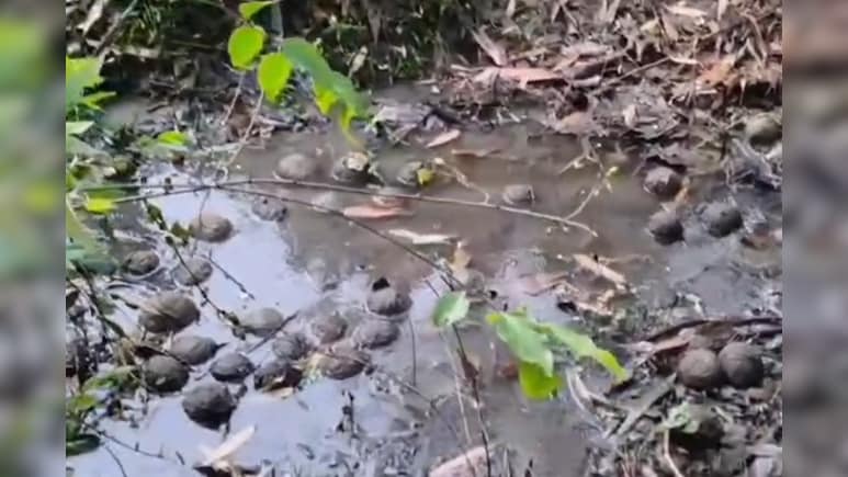 बंगाल चुनाव में दहशत फैलाने की तैयारी! तालाब में मिला बमों का जखीरा तो तेज हुई सियासत