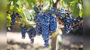 अंगूर पर दिखने वाला सफेद पाउडर क्या है? बिना धोए खाएं, तो पड़ सकते हैं बीमार, जानिए धोने का सही तरीका