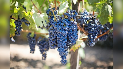 अंगूर पर दिखने वाला सफेद पाउडर क्या है? बिना धोए खाएं, तो पड़ सकते हैं बीमार, जानिए धोने का सही तरीका