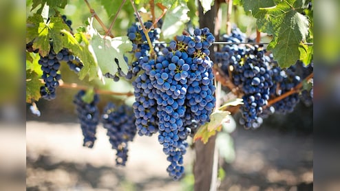 अंगूर पर दिखने वाला सफेद पाउडर क्या है? बिना धोए खाएं, तो पड़ सकते हैं बीमार, जानिए धोने का सही तरीका