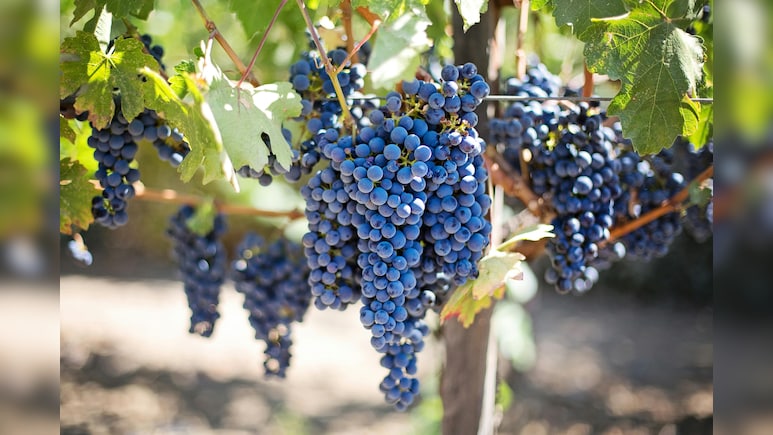 अंगूर पर दिखने वाला सफेद पाउडर क्या है? बिना धोए खाएं, तो पड़ सकते हैं बीमार, जानिए धोने का सही तरीका