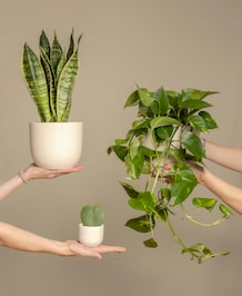 7 Plants That Are Perfect For Gifting