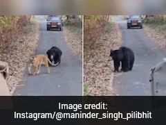 Sloth Bear Charges At Tigress In Rare Wildlife Moment At Pilibhit Tiger Reserve