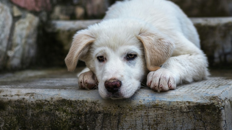 Dubai Expats Abandon Dogs, Cats While Fleeing War