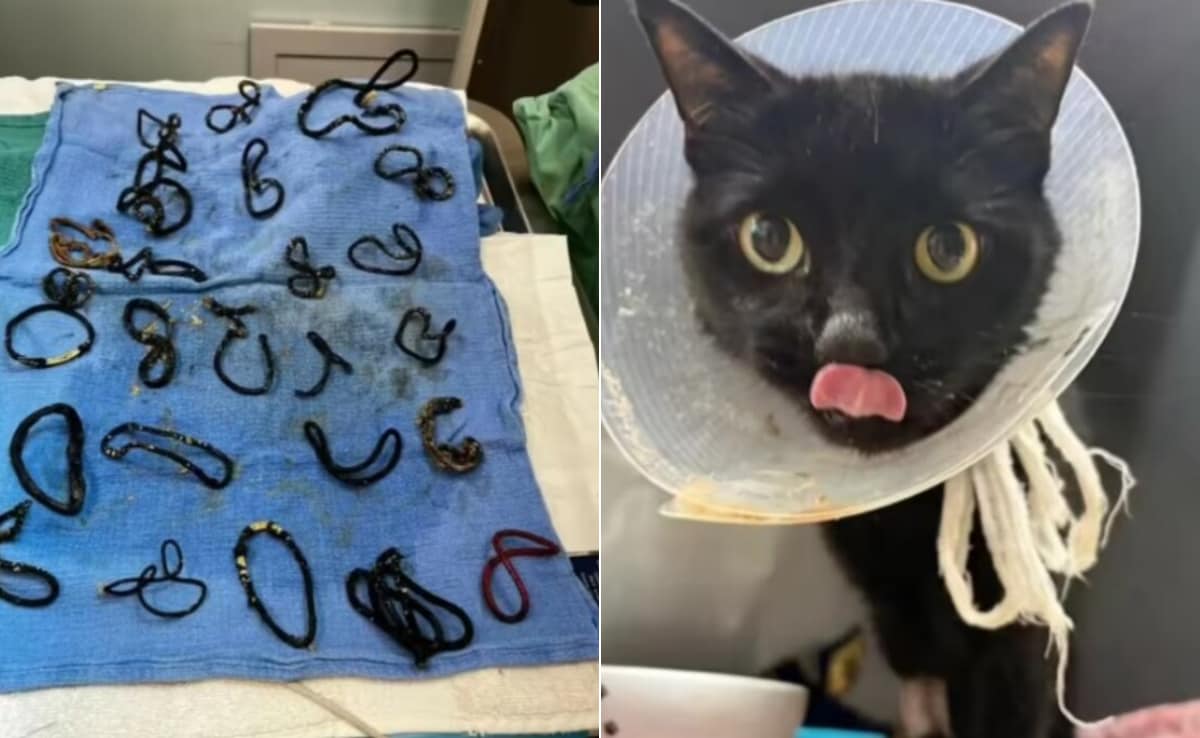 बिल्ली का चौंकाने वाला कारनामा, एक-दो नहीं निगले पूरे 26 हेयर बैंड! ऑपरेशन के दौरान डॉक्टरों के उड़े होश