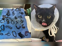 बिल्ली का चौंकाने वाला कारनामा, एक-दो नहीं निगले पूरे 26 हेयर बैंड! ऑपरेशन के दौरान डॉक्टरों के उड़े होश