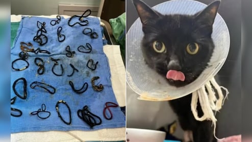 बिल्ली का चौंकाने वाला कारनामा, एक-दो नहीं निगले पूरे 26 हेयर बैंड! ऑपरेशन के दौरान डॉक्टरों के उड़े होश