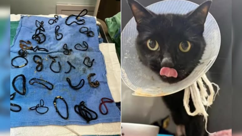 बिल्ली का चौंकाने वाला कारनामा, एक-दो नहीं निगले पूरे 26 हेयर बैंड! ऑपरेशन के दौरान डॉक्टरों के उड़े होश