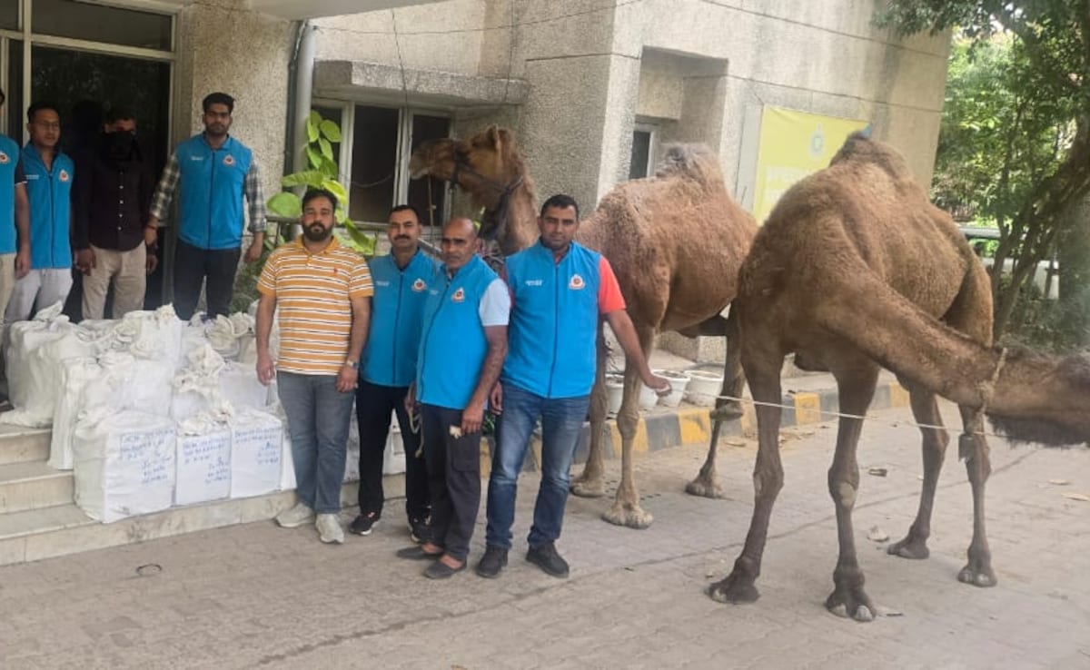 जंगल के रास्ते ऊंटों से हो रही थी शराब तस्करी, साउथ दिल्ली पुलिस का बड़ा खुलासा, आरोपी गिरफ्तार