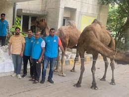 जंगल के रास्ते ऊंटों से हो रही थी शराब तस्करी, साउथ दिल्ली पुलिस का बड़ा खुलासा, आरोपी गिरफ्तार