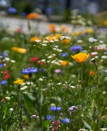 8 Beautiful Summer Flowers That Thrive In India's Climate