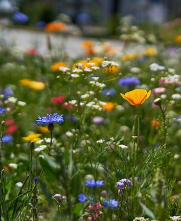 8 Beautiful Summer Flowers That Thrive In India's Climate