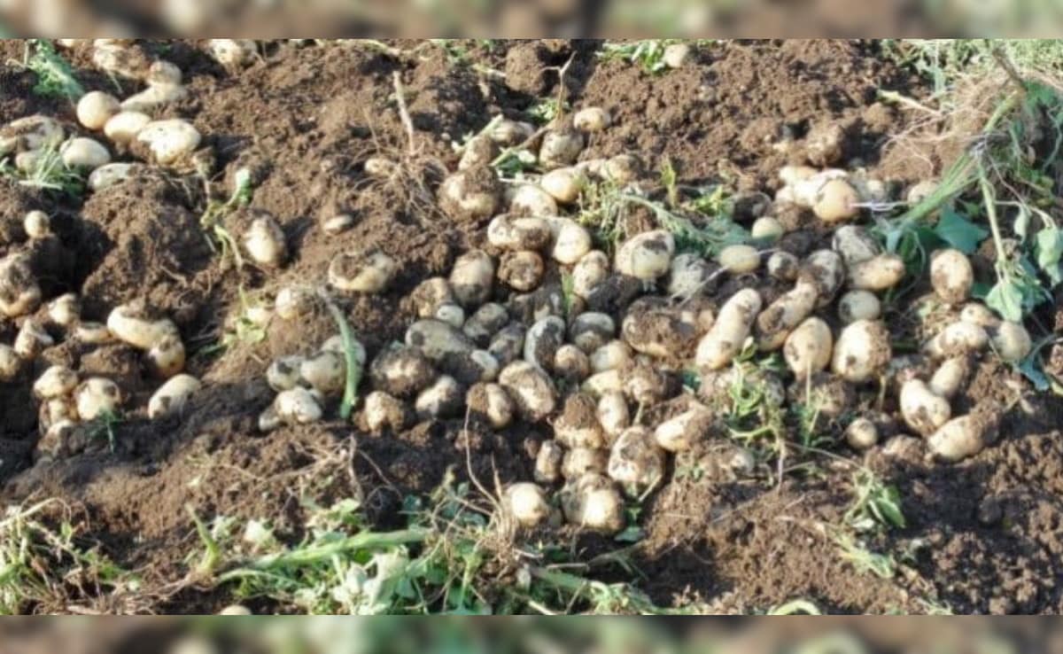 बुरे फंसे बंगाल के क‍िसान: बांकुड़ा में 50 रुपये बोरा ब‍िक रहा आलू, व्‍यापारी खरीदने से कर रहे इंकार 