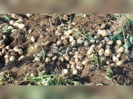 बुरे फंसे बंगाल के क&zwj;िसान: बांकुड़ा में 50 रुपये बोरा ब&zwj;िक रहा आलू, व्&zwj;यापारी खरीदने से कर रहे इंकार&nbsp;