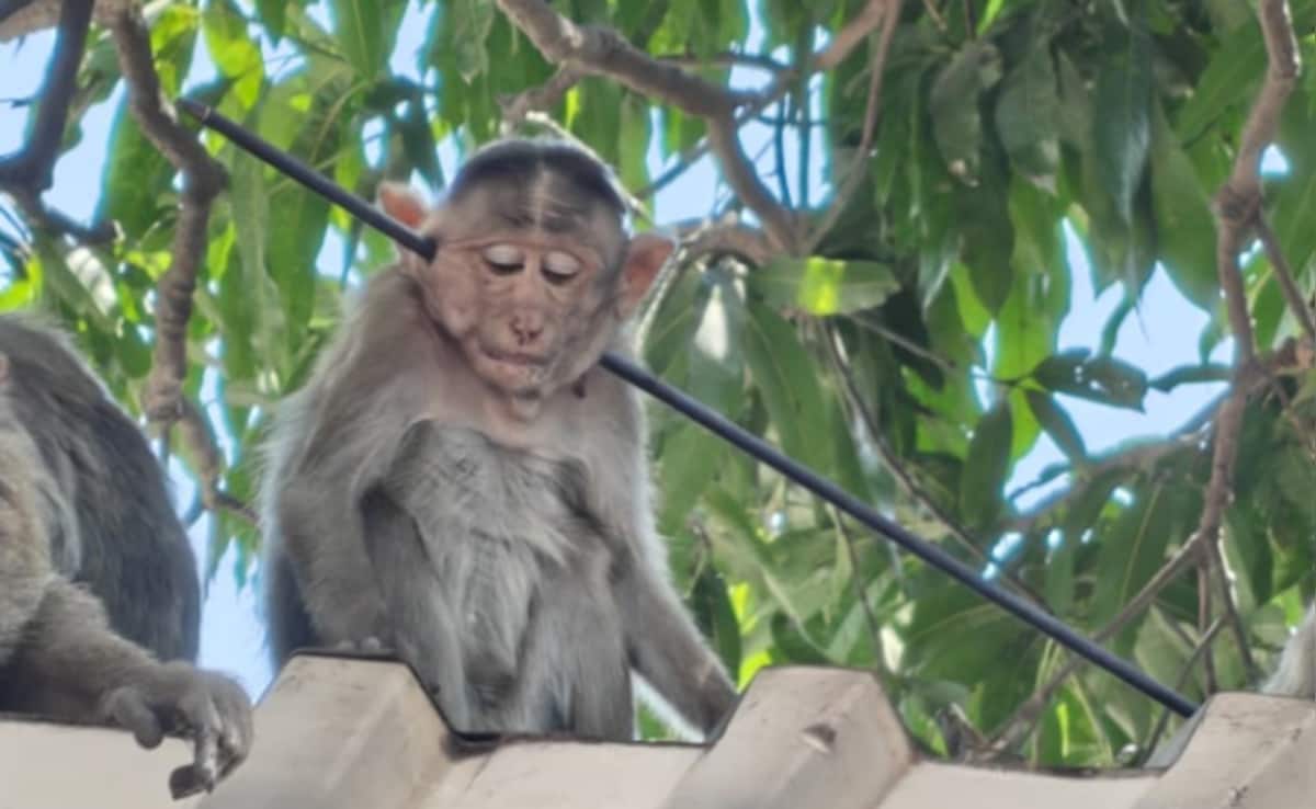 Three Bonnet Macaques Rescued After Arrow Injuries Near Sanjay Gandhi National Park