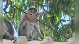 Arrow Pierces Monkey's Neck In Maharashtra, 2nd Attack In 4 Days