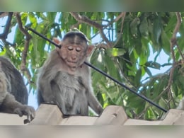 Arrow Pierces Monkey's Neck In Maharashtra, 2nd Attack In 4 Days