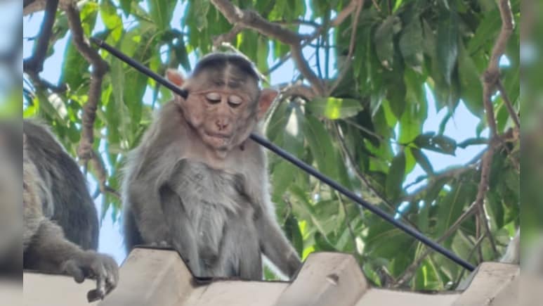 Arrow Pierces Monkey's Neck In Maharashtra, 2nd Attack In 4 Days