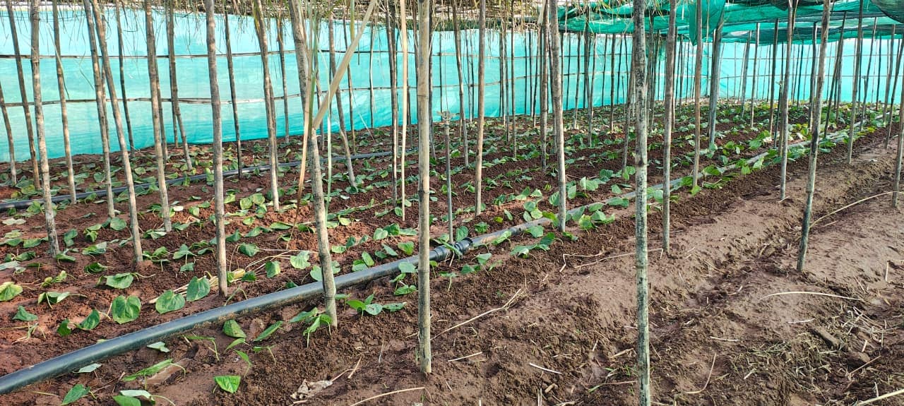 Paan Ki Kheti: पान की खेती Paan Ki Kheti: पान की खेती