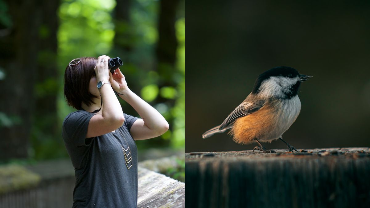 Birding Can Boost Brain Health And Slow Ageing, New Study Reveals