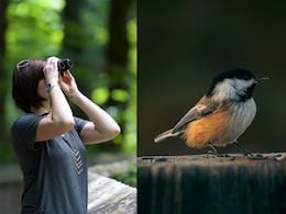 Birding Can Boost Brain Health And Slow Ageing, New Study Reveals