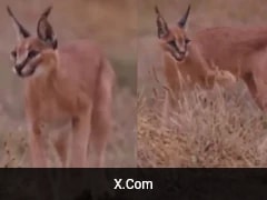 Watch: Rare Caracal Sighted Near IndiaPakistan Border In Jaisalmer