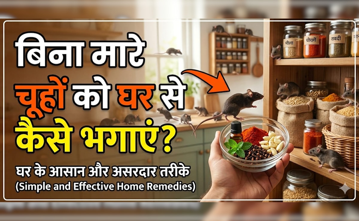 कौन सी गंध से भागते हैं चूहे? घर से बिना मारे चूहे भगाने के लिए अपनाएं ये 5 आसान उपाय