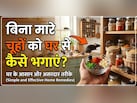 कौन सी गंध से भागते हैं चूहे? घर से बिना मारे चूहे भगाने के लिए अपनाएं ये 5 आसान उपाय