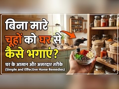 कौन सी गंध से भागते हैं चूहे? घर से बिना मारे चूहे भगाने के लिए अपनाएं ये 5 आसान उपाय