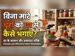 कौन सी गंध से भागते हैं चूहे? घर से बिना मारे चूहे भगाने के लिए अपनाएं ये 5 आसान उपाय