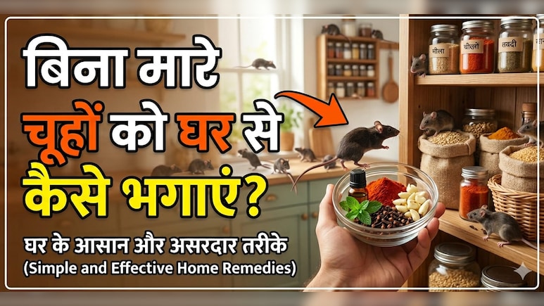 कौन सी गंध से भागते हैं चूहे? घर से बिना मारे चूहे भगाने के लिए अपनाएं ये 5 आसान उपाय