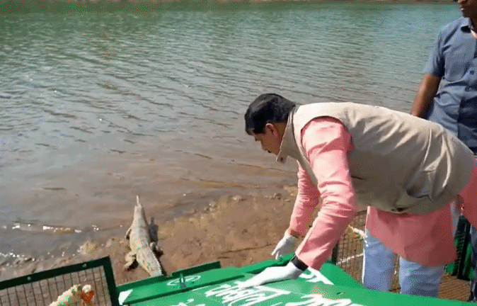 कूनो पहुंचे सीएम मोहन यादव, घड़ियाल और कछुओं के बच्चों को नदी में छोड़ा