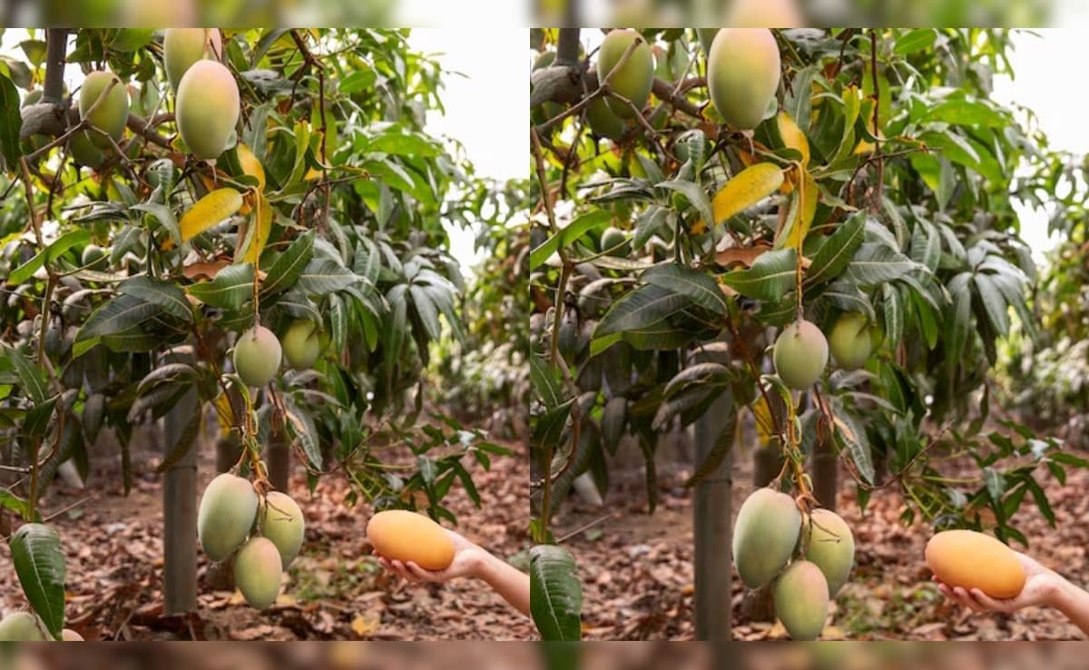 आम खरीदने के बजाय, किराए पर लें पेड़, 10 हजार रुपये में खेत से सीधे घर तक पहुंचेंगे 90 किलो आम