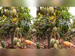 आम खरीदने के बजाय, किराए पर लें पेड़, 10 हजार रुपये में खेत से सीधे घर तक पहुंचेंगे 90 किलो आम