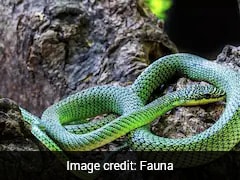 Flying Snake, Tiny Snails Among Rare Species Found In Cambodia's Hidden Caves