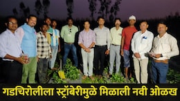 Gadchiroli News: गडचिरोलीला स्ट्रॉबेरीमुळे मिळाली नवी ओळख, शेतकऱ्यांच्या प्रयत्नांना मोठे यश