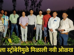 Gadchiroli News: गडचिरोलीला स्ट्रॉबेरीमुळे मिळाली नवी ओळख, शेतकऱ्यांच्या प्रयत्नांना मोठे यश