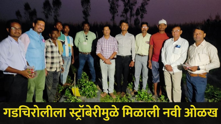 Gadchiroli News: गडचिरोलीला स्ट्रॉबेरीमुळे मिळाली नवी ओळख, शेतकऱ्यांच्या प्रयत्नांना मोठे यश